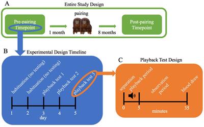 Pairing status and stimulus type predict responses to audio playbacks in female titi monkeys